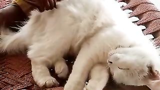 Cat / playing with cat/masti ♥️/entertainment