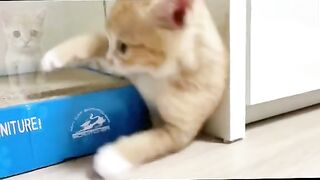 Happy happy happy cat