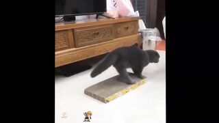 cute baby animals 2
