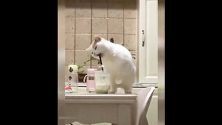Best Funny Animals Videos - Cute Cats