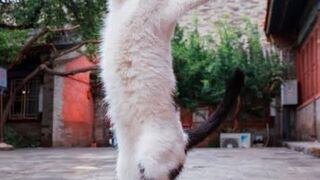 Patli Kamariya Mor Hai Hai _ cat _dance _fypシ _trending