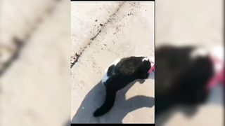 The confused behavior of cats 2