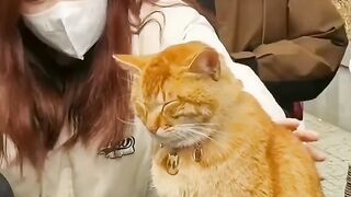 god's cat Cute and funny cat all people was shocked