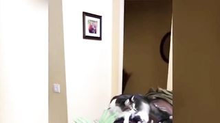 Funny cat pets , neurotic cats. lol