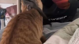 Cute and funny cat video ???????? cat head is turn back side