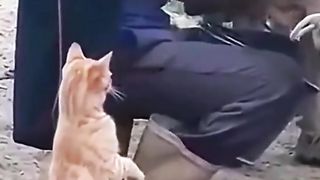 The daily life of silly cats lol