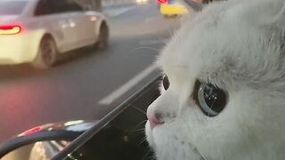 Cute and funny cat video|| cat inside the car and seeing the outside cars with comedy face