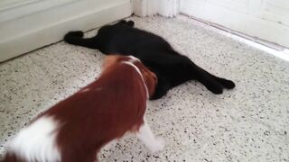 entente entre chat et chien (myléne et minou)
