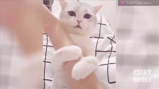 vidéo de chat tout en tendresse