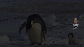 Animal funny 3
