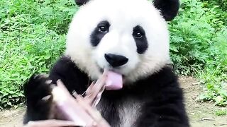 Cute giant panda