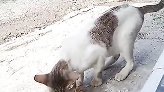 The cat is eating