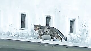 Cat above