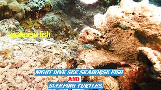Night Dives see seahorse and turtle sleeping.