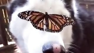 Butterfly Playing With Dog FUNNY