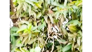 Mangos in the forest