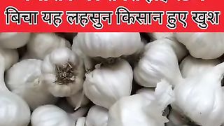 Today mandi rate