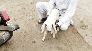Animals 21