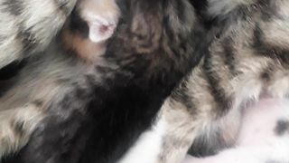Сколько родила кошка