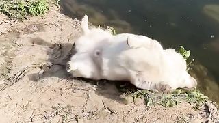 Funny animals 57