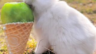 White rabbit 2