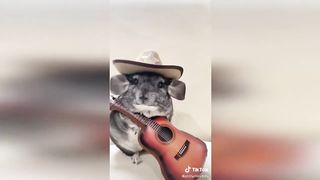 one hour of cute baby animals