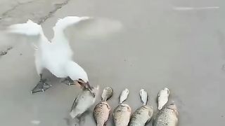 Duck jjjggffg