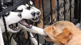 The Sorrow of a Dog