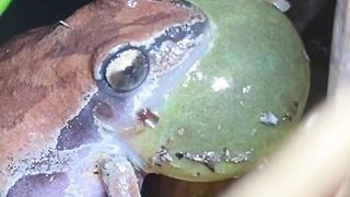 Various types of unique frogs around the world