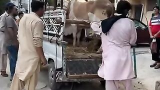 Dangerous cow l Run away During Unloading 2023