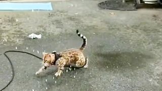 Cat's Confused Behavior