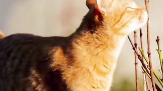cat domineering appearance