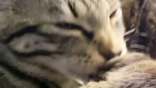 guess what the kitten is eating