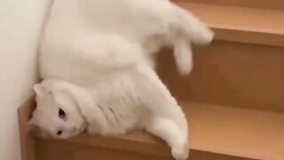 Are cats made of water?