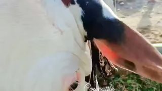 Karachi Cow Man