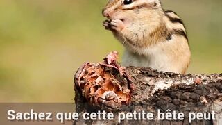 7 animaux mignons qui peuvent vous tuer