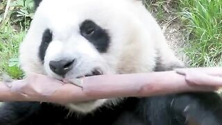 Choose to eat bamboo shoots