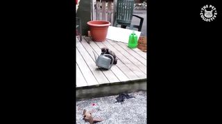Funny cats & Dogs Fails Compilation