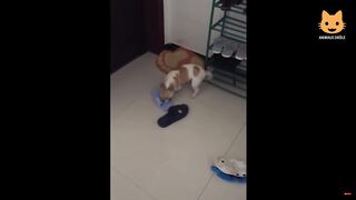Essayer De Ne Pas Rire - Vidéos Drôles de Chats et de Chiens #27 2