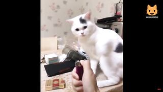 essayer de ne pas rire video drole de chats