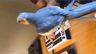 Si tu rigole 2,5 fois, tu recommence la vidéo