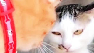Laughing, I have lost several Jiang Ziya teeth. # Funny video # Sand sculpture dubbing # Special treatment for unhappiness. # Funny Cat Star person