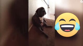 Cats compilation funny