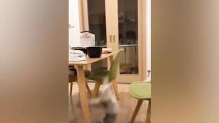 Funniest Animals 2023 ???? Funniest Cats and Dogs ???????? 13