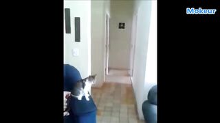 Quand les Chats ont un Comportement Humain 2