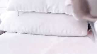 Funny daily life of small animals