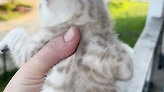 Daily sharing by cats 5