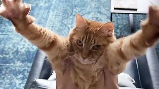 Daily sharing by cats 8