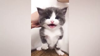 Essayer De Ne Pas Rire ???? Meilleurs Chats et Chiens Drôles ???????? Partie 11 | Animaux Drôles