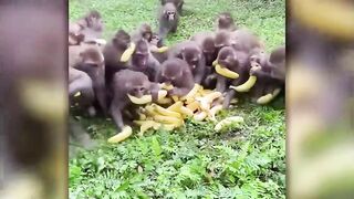 Life could be dream monke 2